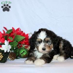 Beckette, Mini Bernedoodle Puppy